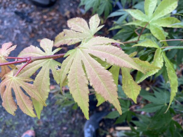 Acer palmatum 'Osakazuki' - Image 5