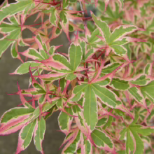 Acer palmatum 'Roseo-marginatum' leaves: Green with striking rose-pink margins, showcasing vibrant color and delicate texture.