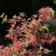 Acer palmatum 'Roseo-marginatum' with delicate, deeply lobed leaves edged in pink and green, creating a vibrant, textured display.