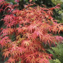 Acer palmatum 'Scolopendrifolium Atropurpureum': A vibrant Japanese maple with deeply lobed, feathery red-orange leaves, adding graceful color to any garden.