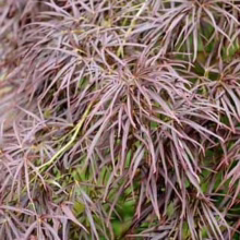 Acer palmatum 'Scolopendrifolium Atropurpureum': Close-up of deeply dissected, burgundy-red leaves, showcasing its unique fern-like foliage.
