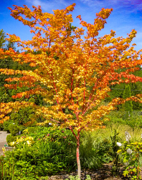<i>Acer palmatum</i> 'Senkaki'