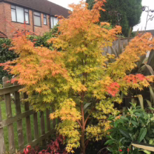 Acer palmatum 'Senkaki' Japanese maple with vibrant golden-orange foliage and red bark, adding autumn color to the garden