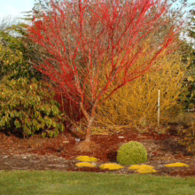 Acer palmatum 'Senkaki' with vibrant red branches, contrasting with yellow and green foliage in a garden setting.