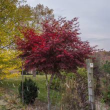 Acer palmatum ‘Sumi-nagashi’ Japanese maple with deep red foliage, creating a striking focal point in a garden setting.