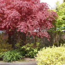 Acer palmatum ‘Sumi-nagashi’ Japanese maple with vibrant red foliage, contrasting with green plants and a bamboo fence in a garden setting.