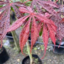 Acer palmatum 'Sumi-nagashi' with deeply lobed, red leaves glistening with raindrops, showcasing its vibrant color and delicate texture.