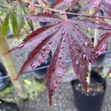 Deep red Acer palmatum ‘Sumi-nagashi’ leaf, wet with raindrops, showcasing its striking color and delicate, pointed lobes
