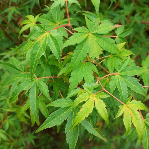 <i>Acer palmatum</i> 'Ueno-yama' - Image 2
