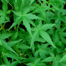 Acer palmatum 'Ueno-yama' leaves: Vibrant green, deeply lobed foliage of a Japanese maple tree, showcasing its delicate texture and ornamental appeal