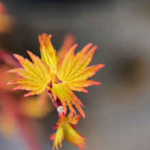Acer palmatum 'Ueno-yama' with striking yellow-orange leaves, showcasing its vibrant spring foliage and delicate texture.