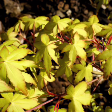 Acer palmatum 'Ueno-yama' foliage: Chartreuse leaves with red stems and edges, creating a vibrant, sunlit display.