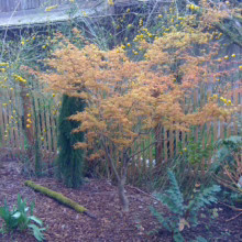 Acer palmatum 'Ueno-yama' with vibrant orange-yellow foliage in a garden. Small tree with delicate leaves, adding color to the landscape.