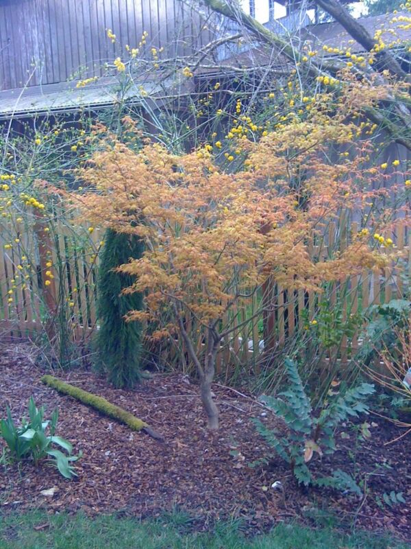 <i>Acer palmatum</i> 'Ueno-yama' - Image 6