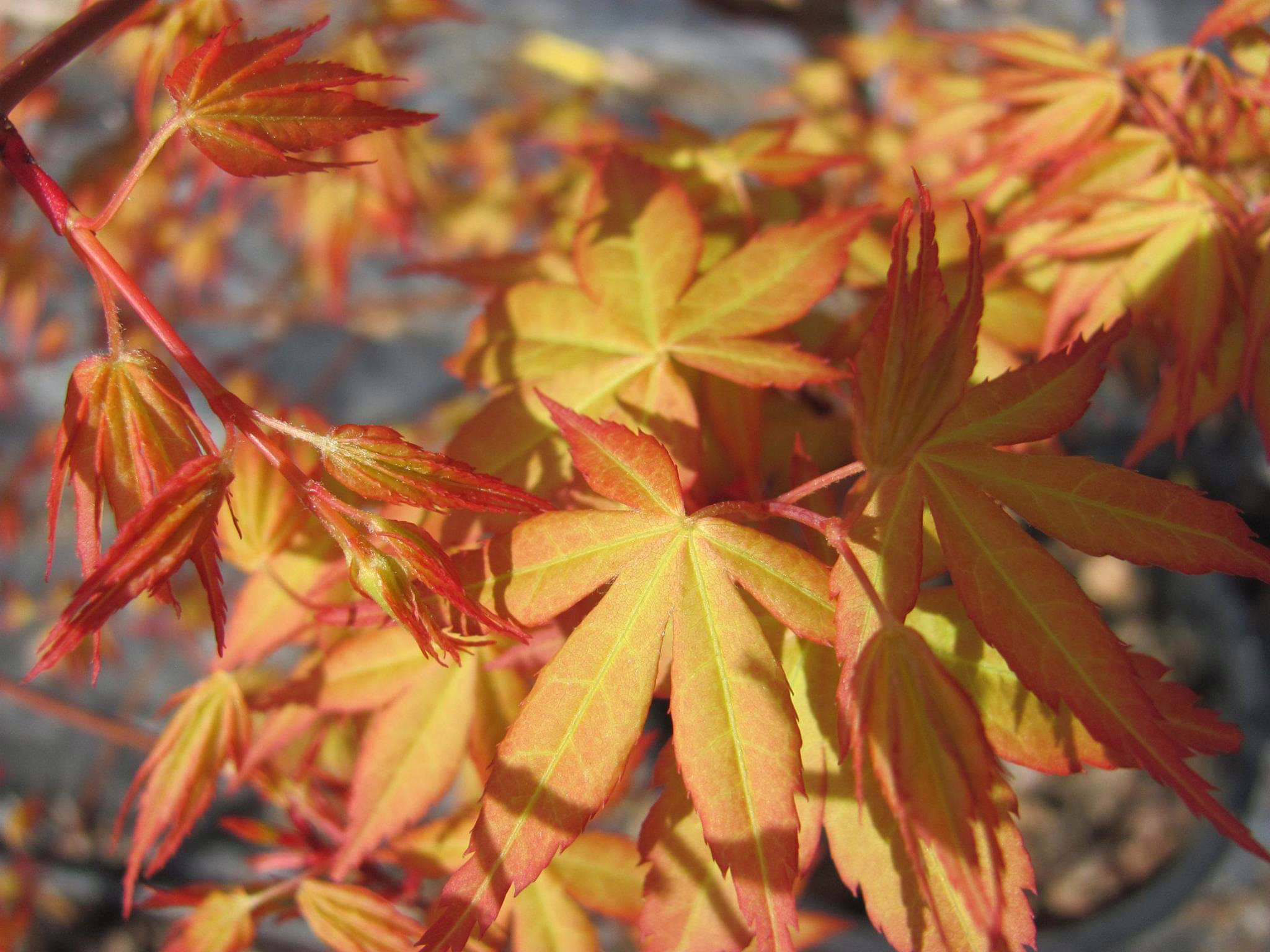 Acer palmatum 'Ueno-yama' leaves: Golden-yellow with vibrant orange-red edges. Delicate, palmate foliage in sunlight.