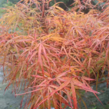 Acer palmatum 'Villa Taranto' Japanese maple with delicate, finely dissected leaves in vibrant shades of orange and red.