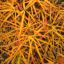 Acer palmatum 'Villa Taranto' with vibrant orange-yellow, star-shaped leaves, adding autumn color.