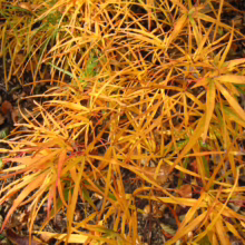 Acer palmatum 'Villa Taranto' with golden-yellow, needle-like foliage, creating a dense and textured canopy in autumn