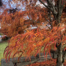 Acer palmatum 'Villa Taranto' with cascading orange-red leaves in autumn, creating a vibrant, weeping display.