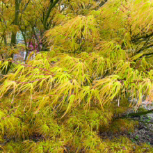 Acer palmatum 'Villa Taranto' with feathery, bright yellow-green leaves cascading from its branches.