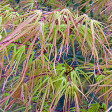 Acer palmatum 'Villa Taranto' with delicate, thread-like green leaves edged in pink, creating a feathery texture.