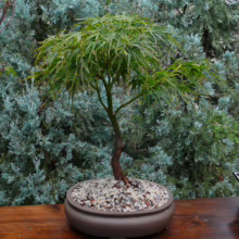 Acer palmatum 'Villa Taranto' bonsai tree in a round ceramic pot, showcasing delicate green leaves and a gracefully curved trunk