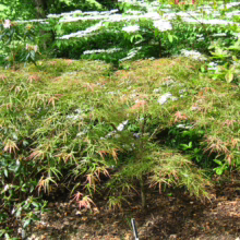 Acer palmatum 'Villa Taranto'—small Japanese maple with delicate green leaves tinged with red, planted in a lush garden