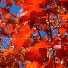 Acer platanoides 'Autumn Red' maple tree with brilliant red autumn leaves against a clear blue sky.