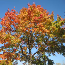 Acer platanoides 'Autumn Red' tree with vibrant fall foliage: green, yellow, orange, and red leaves against a clear blue sky.