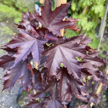 Acer platanoides 'Nigrum': Deep burgundy maple leaves with pointed lobes, creating a dramatic, dark foliage display.