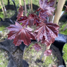 Acer platanoides 'Nigrum' sapling: Striking dark red, glossy leaves on a young tree, showcasing its unique color and form.