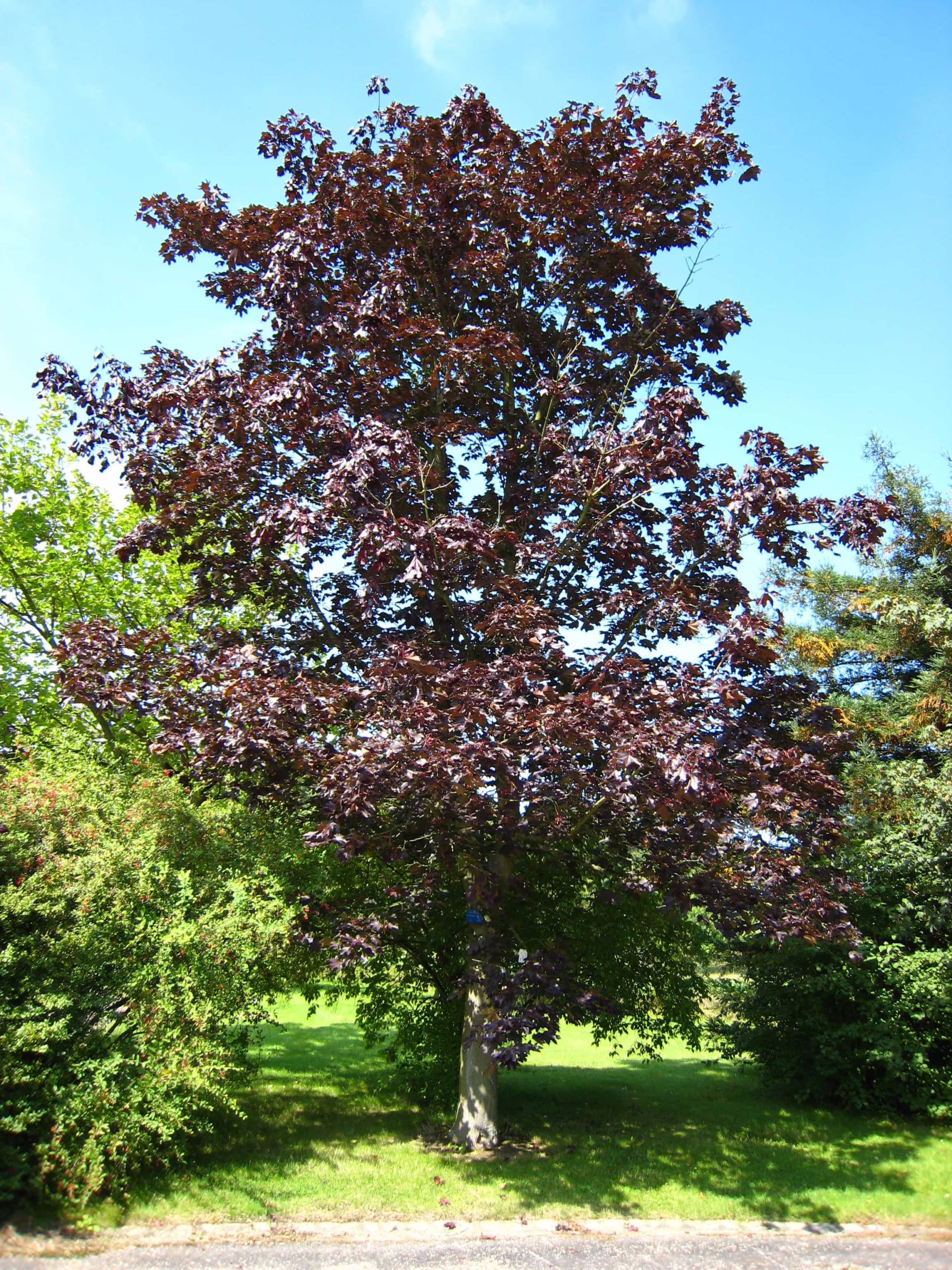 Acer platanoides 'Nigrum' tree with deep burgundy leaves against a bright blue sky, showcasing its distinctive dark foliage and upright form.