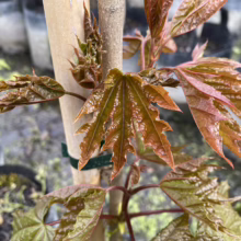 Acer platanoides 'Nigrum' sapling with bronze-red new leaves, staked for support, showing vibrant color and leaf detail.
