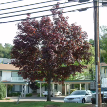 Acer platanoides 'Nigrum' tree with dense, dark red foliage, standing tall in a residential area.