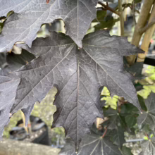 Acer platanoides 'Nigrum' maple: Close-up of deeply lobed, dark purple to black leaves showing prominent veins and sharply pointed tips.