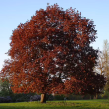Acer platanoides 'Nigrum' tree with a full crown of deep red leaves, standing prominently in a green field under a blue sky.