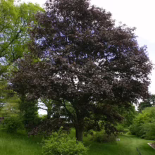 Acer platanoides 'Nigrum' tree with deep burgundy foliage, creating a striking silhouette in a lush green garden setting.
