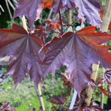 Acer platanoides 'Nigrum' maple leaves: Deep purple foliage with hints of red, showcasing the tree's vibrant color.