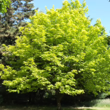 Acer platanoides 'Princeton Gold' tree. Vibrant, golden-yellow foliage creates a lush, rounded canopy in a garden setting.