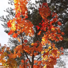 Acer platanoides 'Princeton Gold' tree ablaze with vibrant orange-red autumn foliage, a stunning display against a backdrop of green conifers.