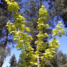 Acer platanoides 'Princeton Gold' tree with vibrant yellow foliage against a blue sky, showcasing its upright form and ornamental appeal