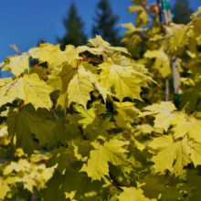 Acer platanoides 'Princeton Gold' maple tree leaves, vibrant golden yellow in color with distinctive palmate shape