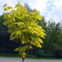 Acer platanoides 'Princeton Gold' tree with vibrant yellow leaves against a lush green backdrop.
