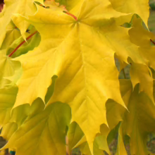 Acer platanoides 'Princeton Gold' maple leaves in vibrant yellow. A cluster of lobed foliage with striking golden color, ideal for fall landscapes.