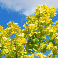 Acer platanoides 'Princeton Gold' maple tree with vibrant golden leaves against a bright blue sky with scattered clouds.
