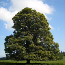 Mature Acer pseudoplatanus 'Leopoldii' tree with dense green leaves, standing tall against a bright blue sky with fluffy white clouds.