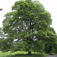 Acer pseudoplatanus 'Leopoldii' tree with a full, vibrant green canopy, showcasing its mature form and lush foliage.