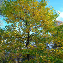 Acer pseudoplatanus ‘Leopoldii’ tree with yellow and green leaves against a bright blue sky, showcasing its vibrant autumn foliage