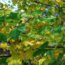 Acer pseudoplatanus 'Leopoldii' leaves: A mix of vibrant green and yellow variegated foliage on a sycamore maple tree.