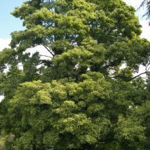 Acer pseudoplatanus ‘Leopoldii’ tree with a dense, rounded crown of vibrant green and yellow variegated leaves, creating a lush, shady canopy.